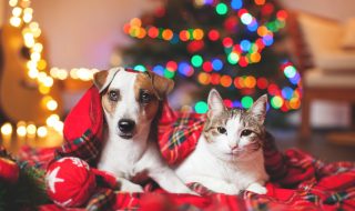Cat and dog under a christmas tree. Pets under plaid
