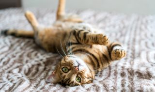 Cute bengal cat living in the modern apartment. Playing around the furniture. Cute pussy eyes.