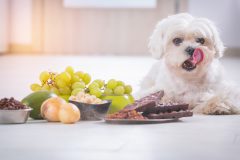 Little white maltese dog and food ingredients toxic to him