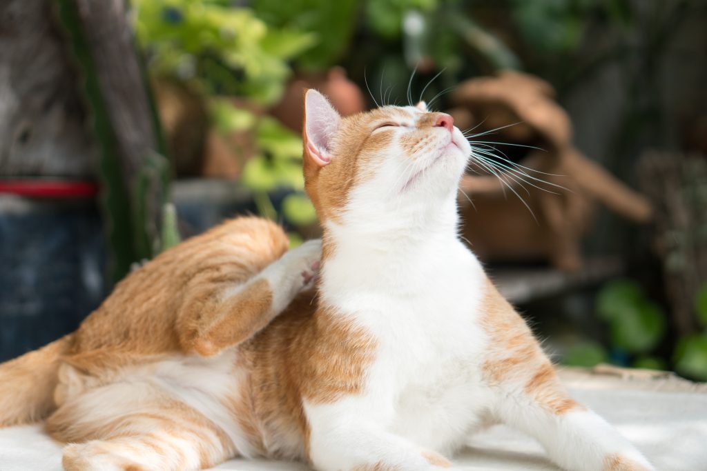cat sits outside the house and scratches his back.