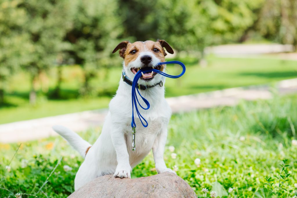 Jack Russell Terrier with leash in mouth with park view at background