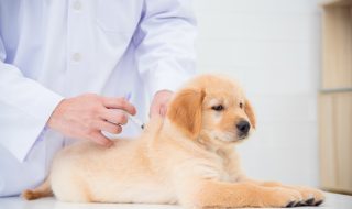 Hands of veterinarian giving injection to little golden retriever in vet clinic