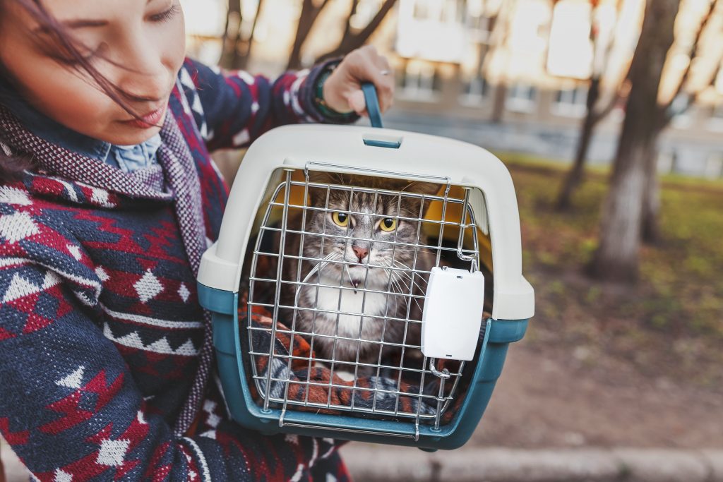A woman is transporting a cat in a special plastic cage or carrying bag to a veterinary clinic