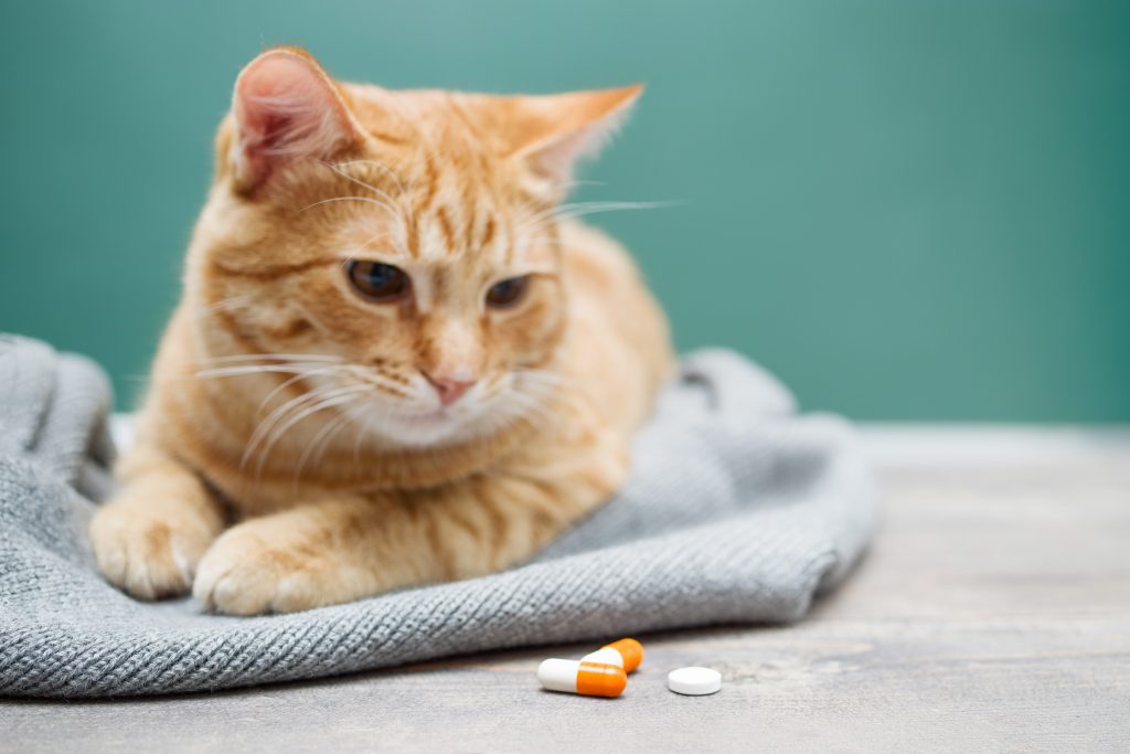 Sad red kitten and orange pills closeup