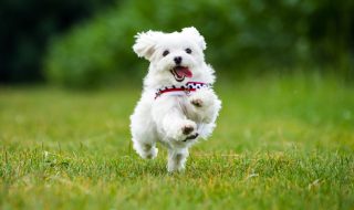 Kleiner Malteser Hund springt über eine Wiese