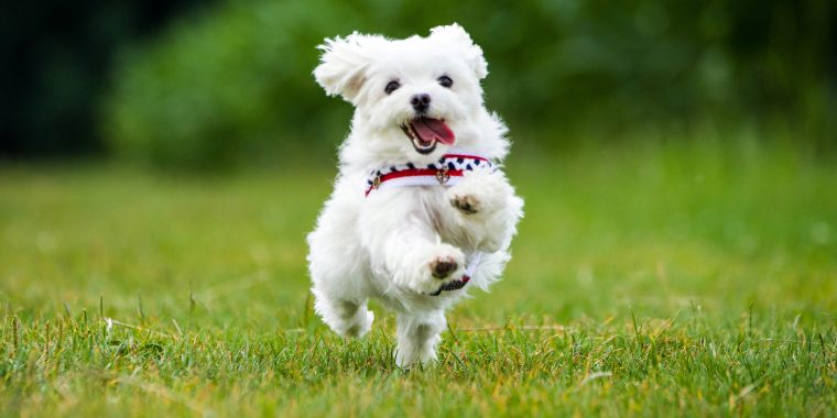 Kleiner Malteser Hund springt über eine Wiese