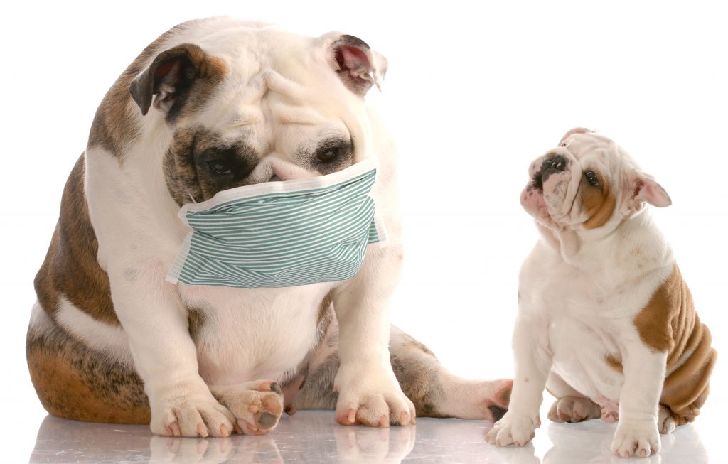 english bulldog puppy sneezing at another dog wearing a medical mask with reflection on white background