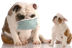 english bulldog puppy sneezing at another dog wearing a medical mask with reflection on white background