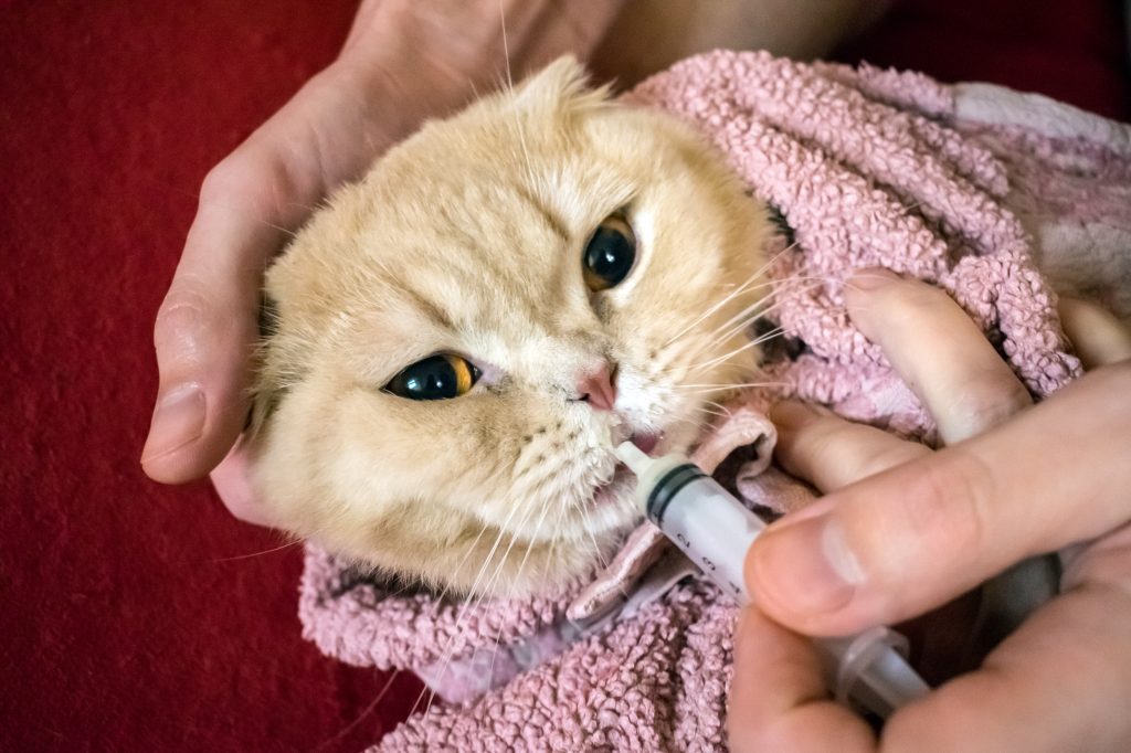 How to give a cat liquid medicine. Ways to give a cat a pill. A man's hand gives a medicine in a syringe to a Scottish cat wrapped in towel. Liquid medications dropper or syringe for animal. Selective focus