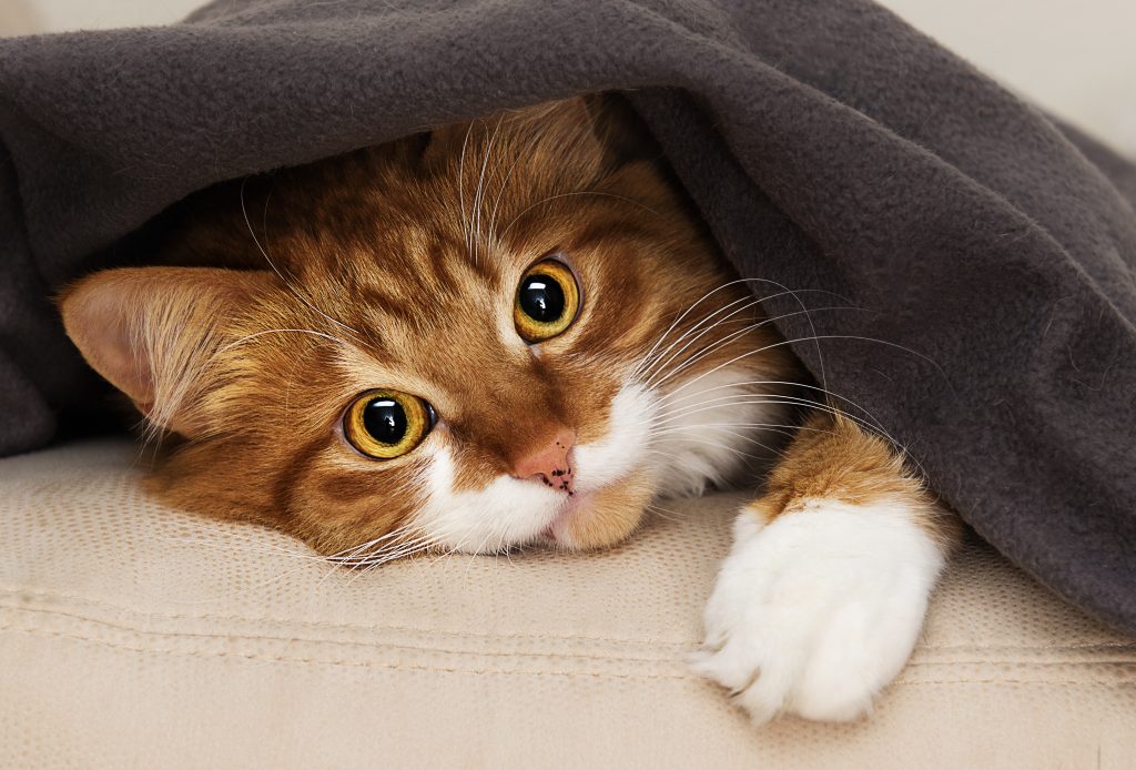 cat peeking out from under blanket