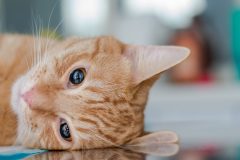 Adult Ginger cat, sedated on table at the veterinary clinic with ketamine