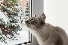 cute fluffy cat with blue eyes sititng on a window sill portrait