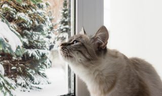 cute fluffy cat with blue eyes sititng on a window sill portrait