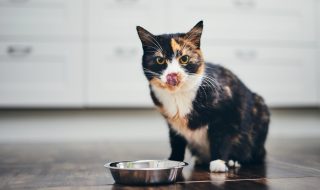 Hungry cat sitting next to bowl of food at home kitchen and looking at camera.