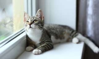 Lazy lovely gray cat lying by the window. Gray tabby cute kitten with beautiful eyes relaxing on window sill. Pets, pet care, good morning, sleep concept. Friend of human.
