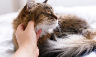 Maine coon cat lying on white bed and getting caress from owner in sunny bright stylish room. Hand petting cute cat with funny calm emotions. Space for text. Love pets