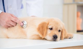 Sick dog face expression while veterinarian checking dog by stethoscope in vet clinic