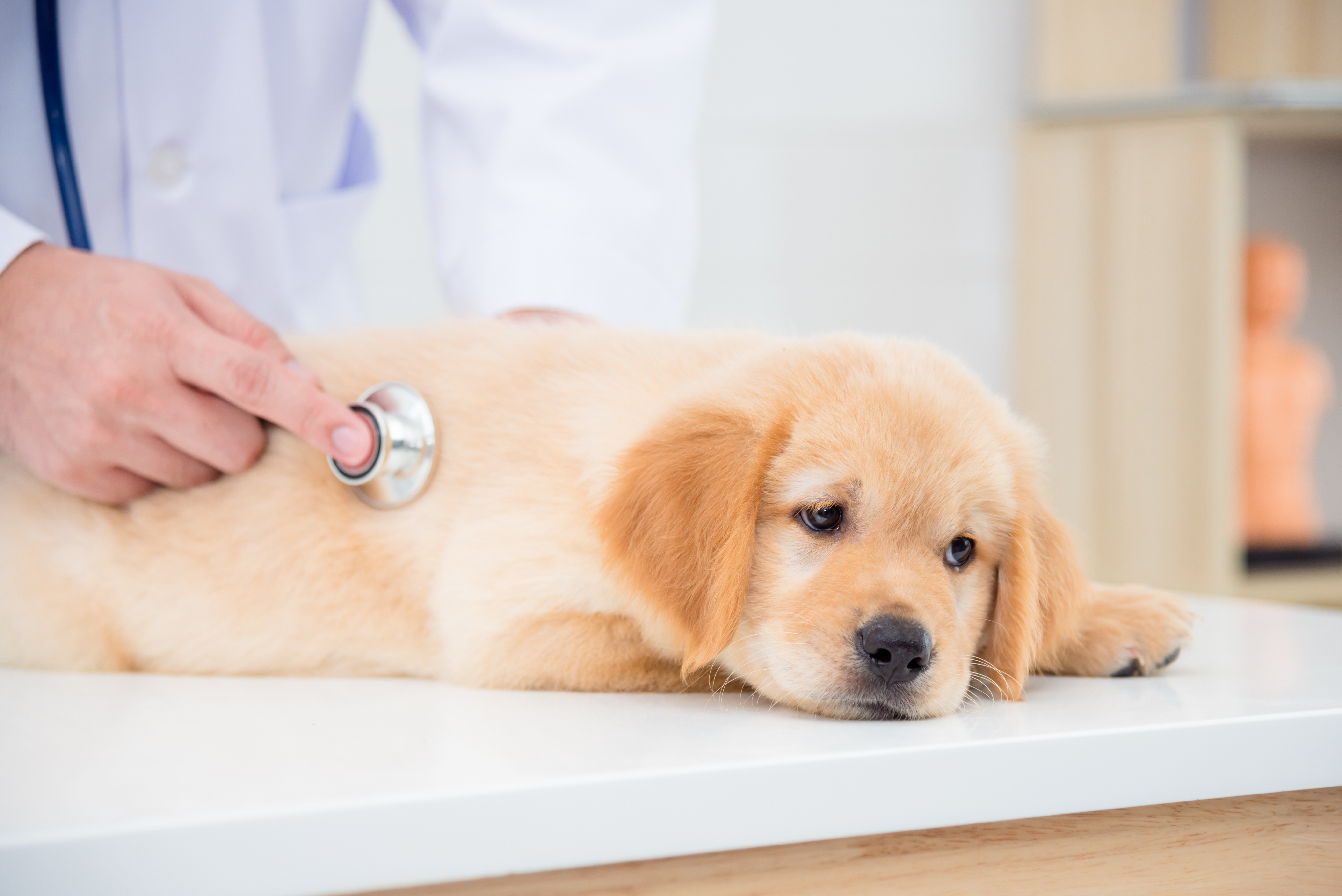Sick dog face expression while veterinarian checking dog by stethoscope in vet clinic