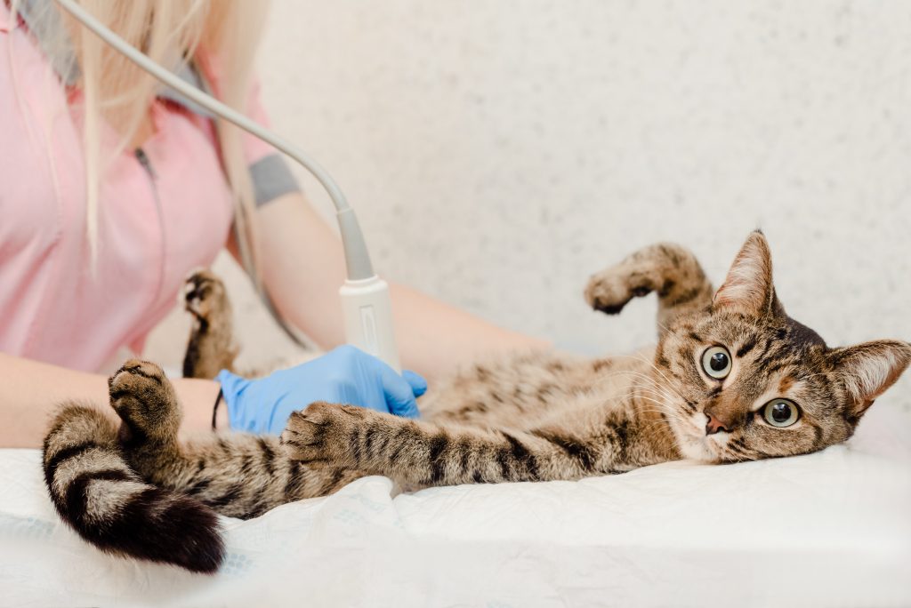 Cute cat having ultrasound scan in vet clinic