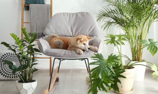 Cute Akita Inu dog on rocking chair in room with houseplants