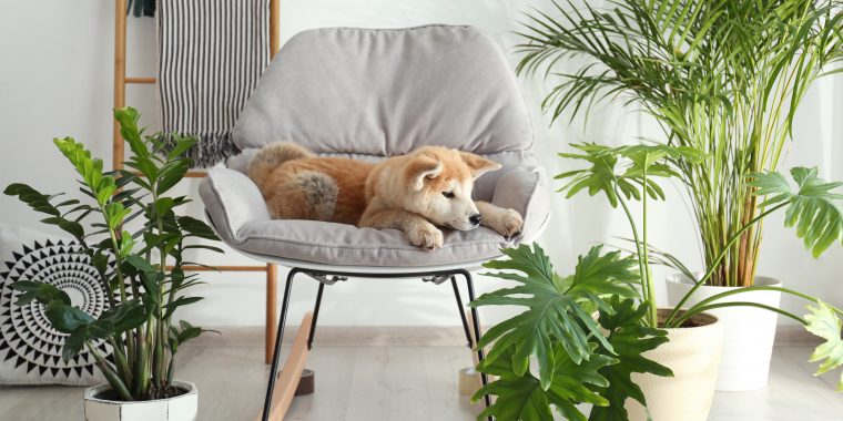 Cute Akita Inu dog on rocking chair in room with houseplants