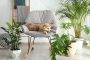 Cute Akita Inu dog on rocking chair in room with houseplants