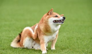 自分の身体を掻く柴犬