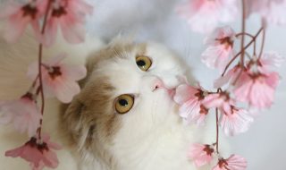 桜と猫