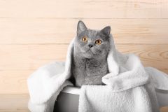 Bath procedures, morning, bathing. Portrait of a thoroughbred British cat close-up.