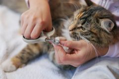 care of cat's claws. Nail clipping.