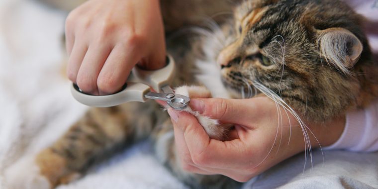 care of cat's claws. Nail clipping.