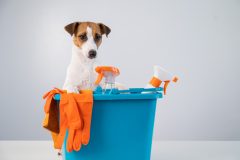 Cleaning products in bucket and jack russell terrier dog on white background
