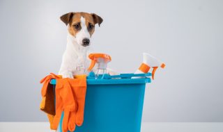 Cleaning products in bucket and jack russell terrier dog on white background