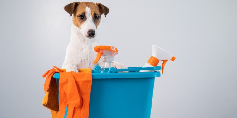 Cleaning products in bucket and jack russell terrier dog on white background