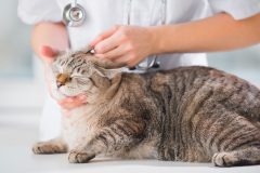 Veterinarian looking ear of a cat while doing checkup at clinic