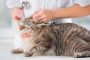 Veterinarian looking ear of a cat while doing checkup at clinic