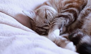顔を隠して気持ちよさそうに寝る可愛いトラ猫