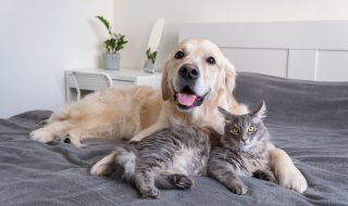 A cat and a dog lie together on the bed. Pets sleeping on a cozy gray plaid. The care of animals. Love and friendship of a kitten and a puppy.