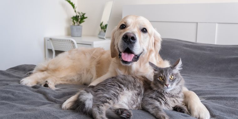 A cat and a dog lie together on the bed. Pets sleeping on a cozy gray plaid. The care of animals. Love and friendship of a kitten and a puppy.