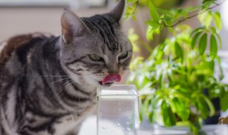 水を飲む猫