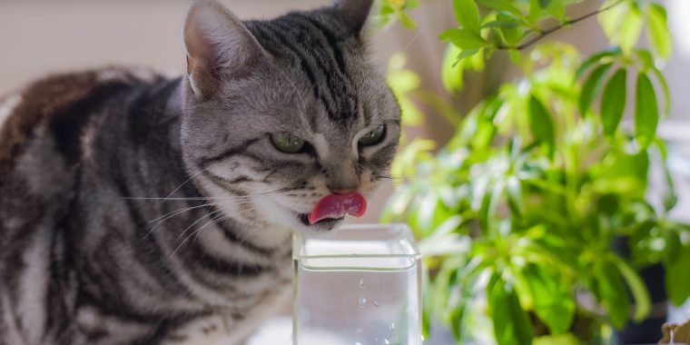 水を飲む猫