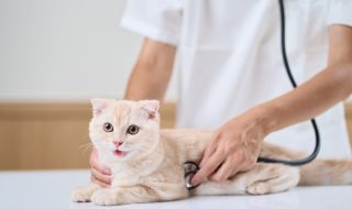 子猫に聴診器をあてるアジア人獣医師