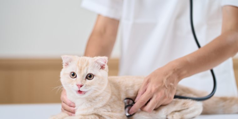 子猫に聴診器をあてるアジア人獣医師