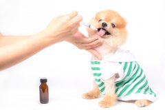 veterinary is medicating drug to the dog