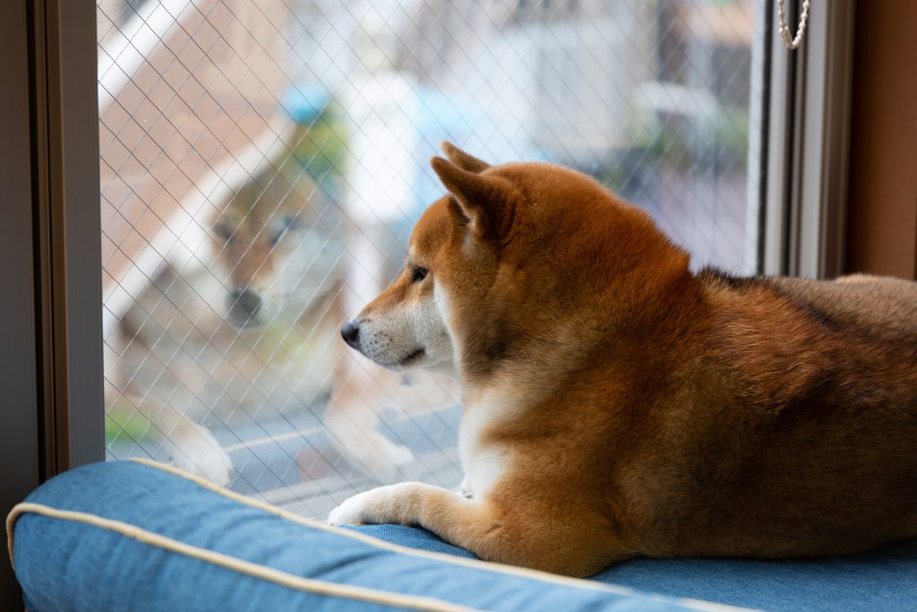 留守番をする柴犬