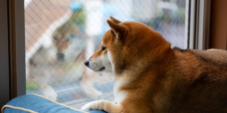 留守番をする柴犬