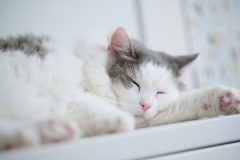 白い棚の上に寝ている白猫