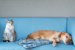 Cat and dog at the blue modern bench