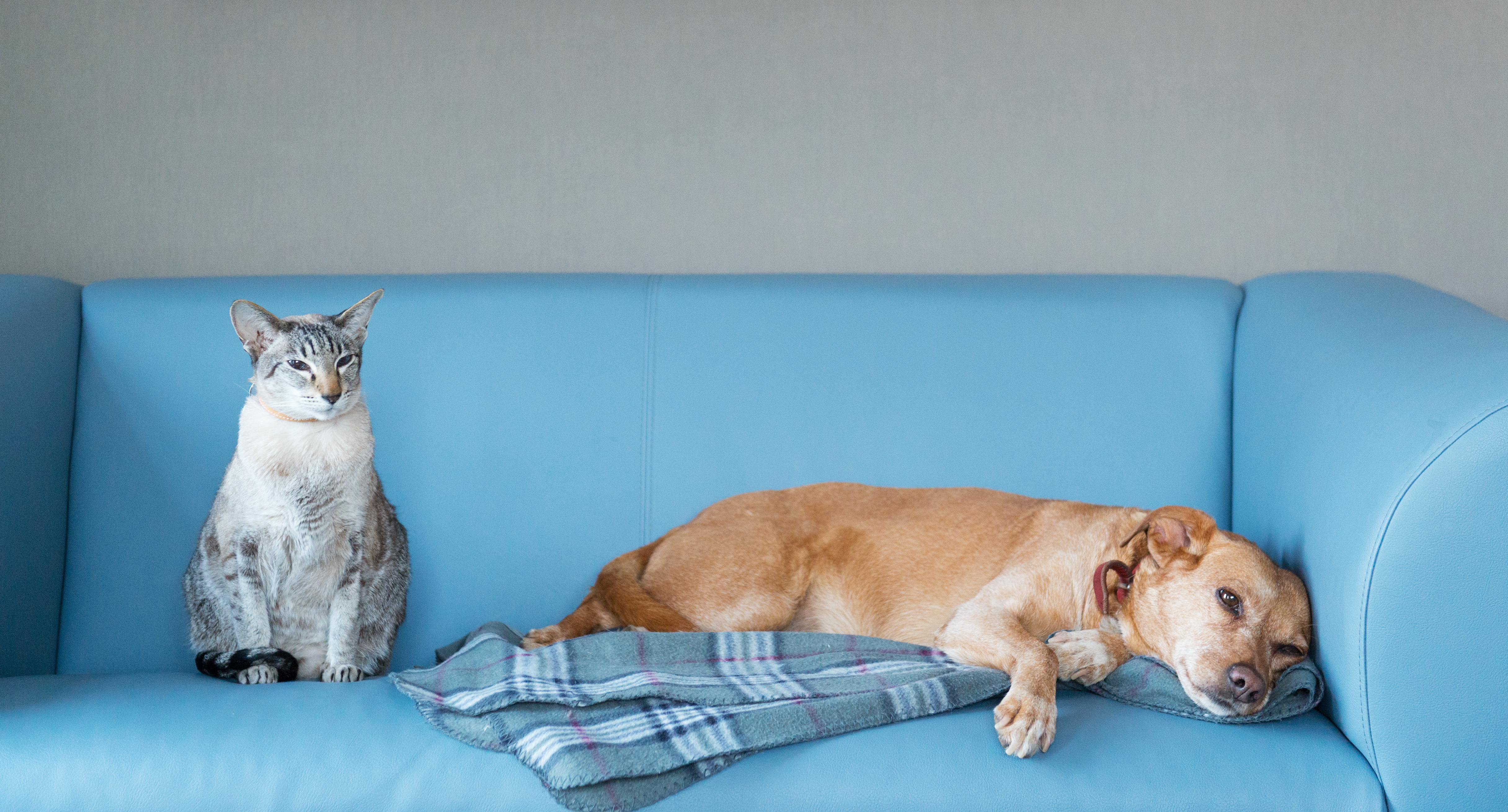 Cat and dog at the blue modern bench