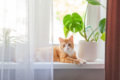 Red cat sits on the window and house plants on the windowsill. Domestic pet kitten resting on the windowsill at home in sunny day.